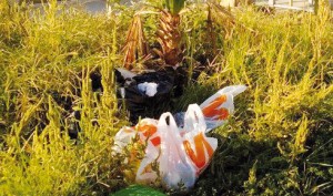 1234950_625668970797923_1288190184_n