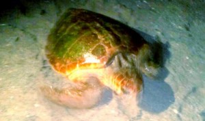 1473984_273363829534022_812435707_n