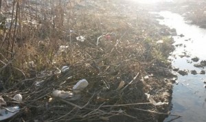 10924771_771961746191213_4493189236712644992_n