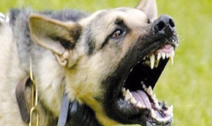 21_Kisiyi_hastanelik_eden_kopek_kudu