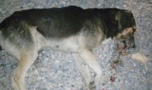 10922609_846494175423666_912661415053556637_n