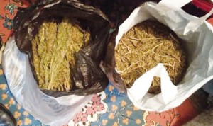 jandarma-dan-esrar-operasyonu