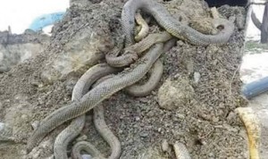 11169419_10206656272822464_3029401584258680066_n