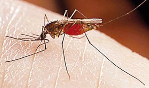 sivrisinekler-kimi-isiracagini-nasil-biliyor-67013