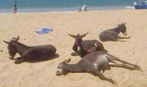 11168419_10153402074392311_5711989634850570558_n