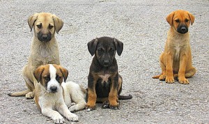 1323917-yavru-sokak-kopekleri