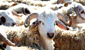 kurban-fiyatlari-aciklandi-kapak-5fda6bfc2ba00ca4baac3731af5144ed6e1800b4-0