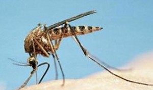 sivri sinek ilaçlama