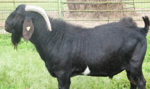 2009-6-3-Black-Knight-L