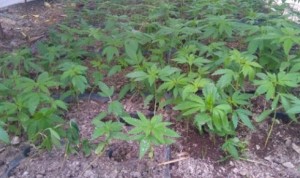 antalya-da-bin-21-kok-hint-keneveri-ele-gecir-8117547_x_o