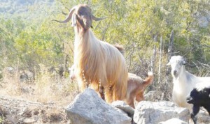 14067718_1431256050223111_7502915664773952685_n