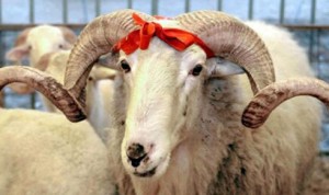 fiyatlar-belli-oldu-kurbanliklar-el-yakacak_