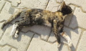 14196194_1438141209534595_285526764580788400_o