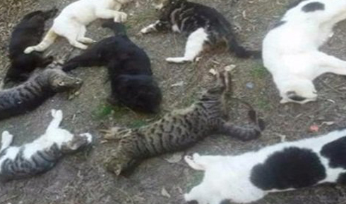 kedileri_olduren_belli_oldu_h15763_2c8ac