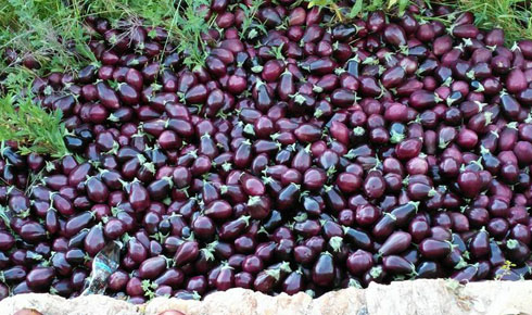 18057759_1790038934642967_2185671113401883959_n