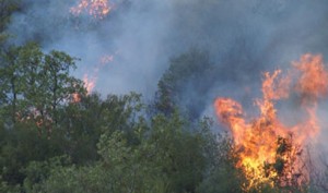 alanya-da-orman-yanginlari-5181142_7902_o