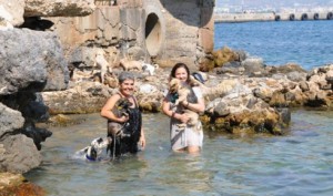 antalyada-sokak-kopeklerinin-deniz-keyfi-IHA-20130829AW000304-1-t