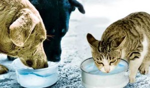 tumblr_lj3ejxQtqz1qgr6g6o1_500