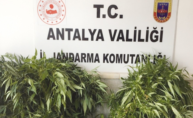 alanya-da-jandarma-balkonda-uyusturucu-yakaladi_378ce