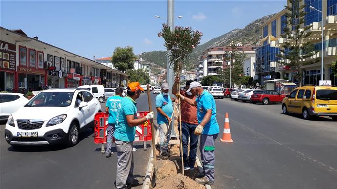 YENİ PRESTİJ CADDESİ ZAKKUM ÇİÇEĞİ İLE RENKLENİYOR YENİ PRESTİJ CADDESİ ZAKKUM ÇİÇEĞİ İLE RENKLENİYOR