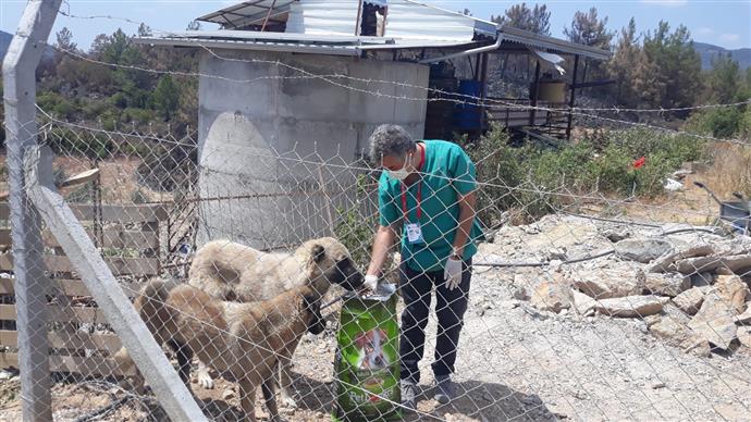 YANGINDAN ETKİLENEN SOKAK HAYVANLARINA ALANYA BELEDİYESİ’NDEN DESTEK YANGINDAN ETKİLENEN SOKAK HAYVANLARINA ALANYA BELEDİYESİ’NDEN DESTEK
